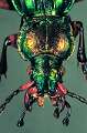 Carabus auratus